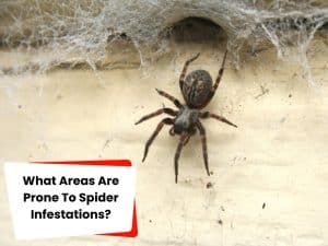 A close-up of a spider, highlighting the potential for a spider infestation.