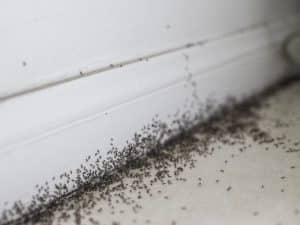 Close-up of small ants crawling on a white wall and floor. Could be signs of an ant problem.