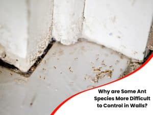 A close-up of ants crawling on a wall highlights the difficulty of controlling them.