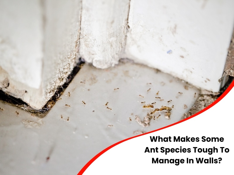 What Makes Some Ant Species Tough To Manage In Walls?