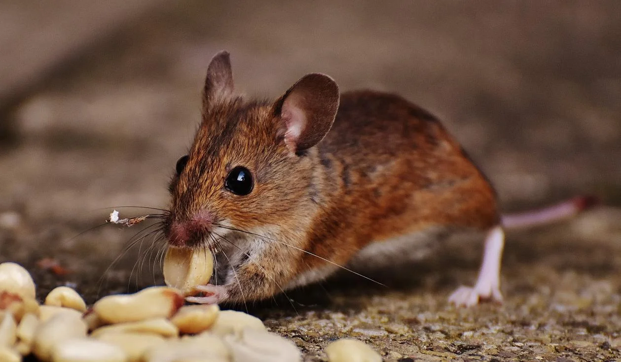 Seasonal Rodent Control