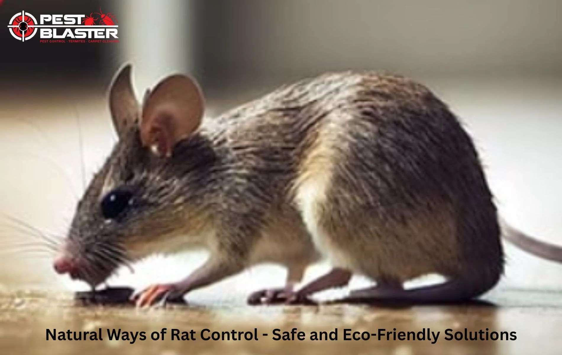 Rat Control Sydney 